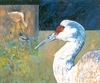 Bird Dreamer I (2003-22)