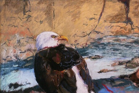 Eagle at Heliwell Park, Hornby Island, B.C.