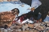 Lunch on the Rocks, Hornby Island, B,C,