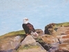Raptor on the Rocks, Hornby Island, B.C.