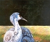 Sandhill Crane  (2003-07)