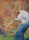 Sandhill Crane (2004-37)