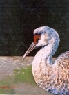 Sandhill Crane II (2003-08)