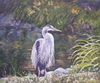 Heron at Beacon Hill Park