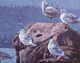 Seagulls at Shinglespit, Hornby Island