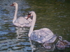 Family of Mute Swans- Fraser River,Ladner, B.C.